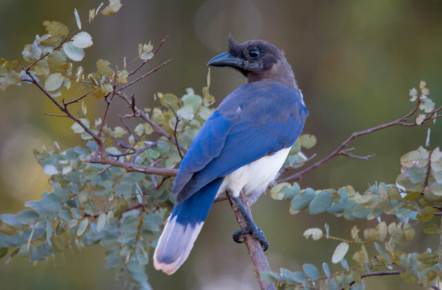 Curl-crested Jay