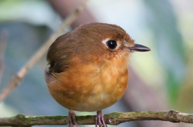Rusty-breasted Antpitta