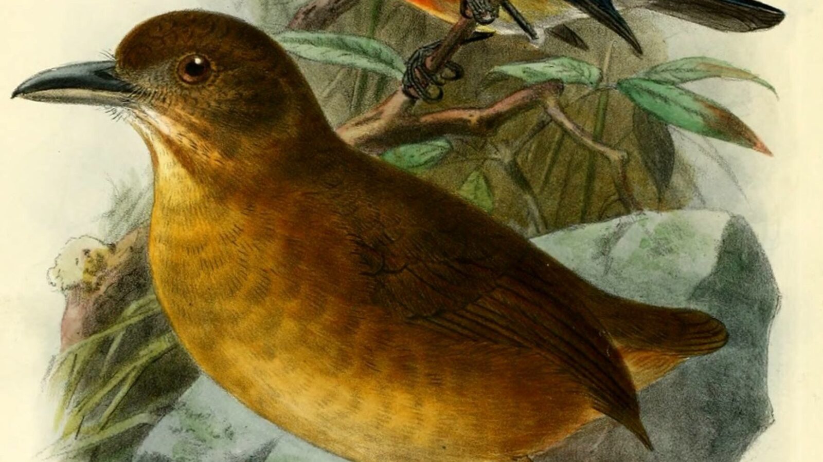 Scarlet-breasted Dacnis
