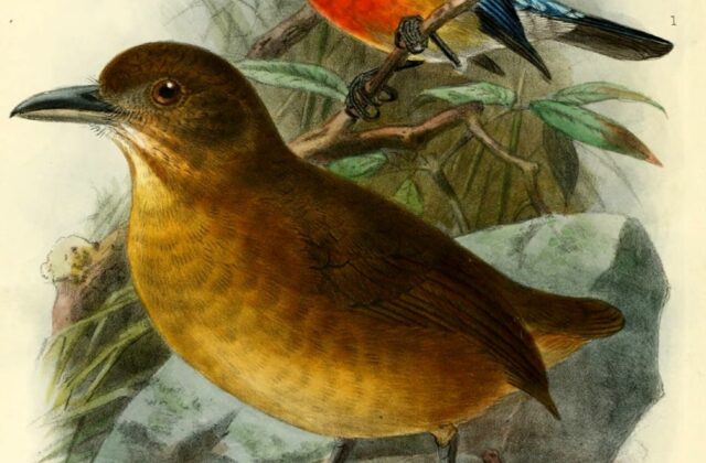 Scarlet-breasted Dacnis