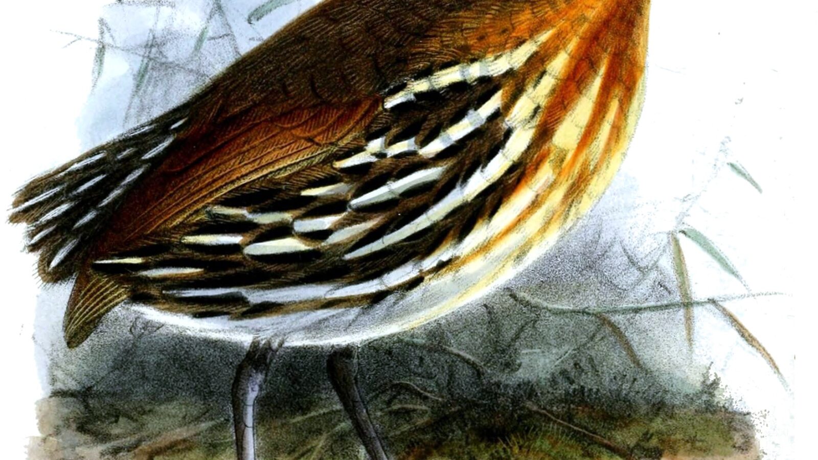 Ochre-striped Antpitta