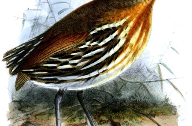 Ochre-striped Antpitta