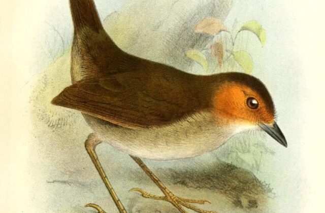 Rufous-faced Antpitta