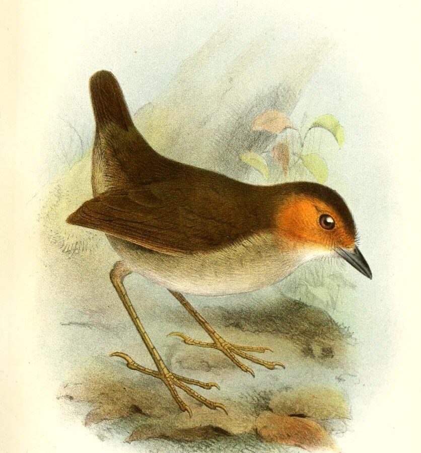 Rufous-faced Antpitta
