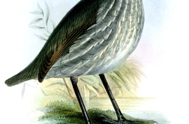 Thrush-like Antpitta