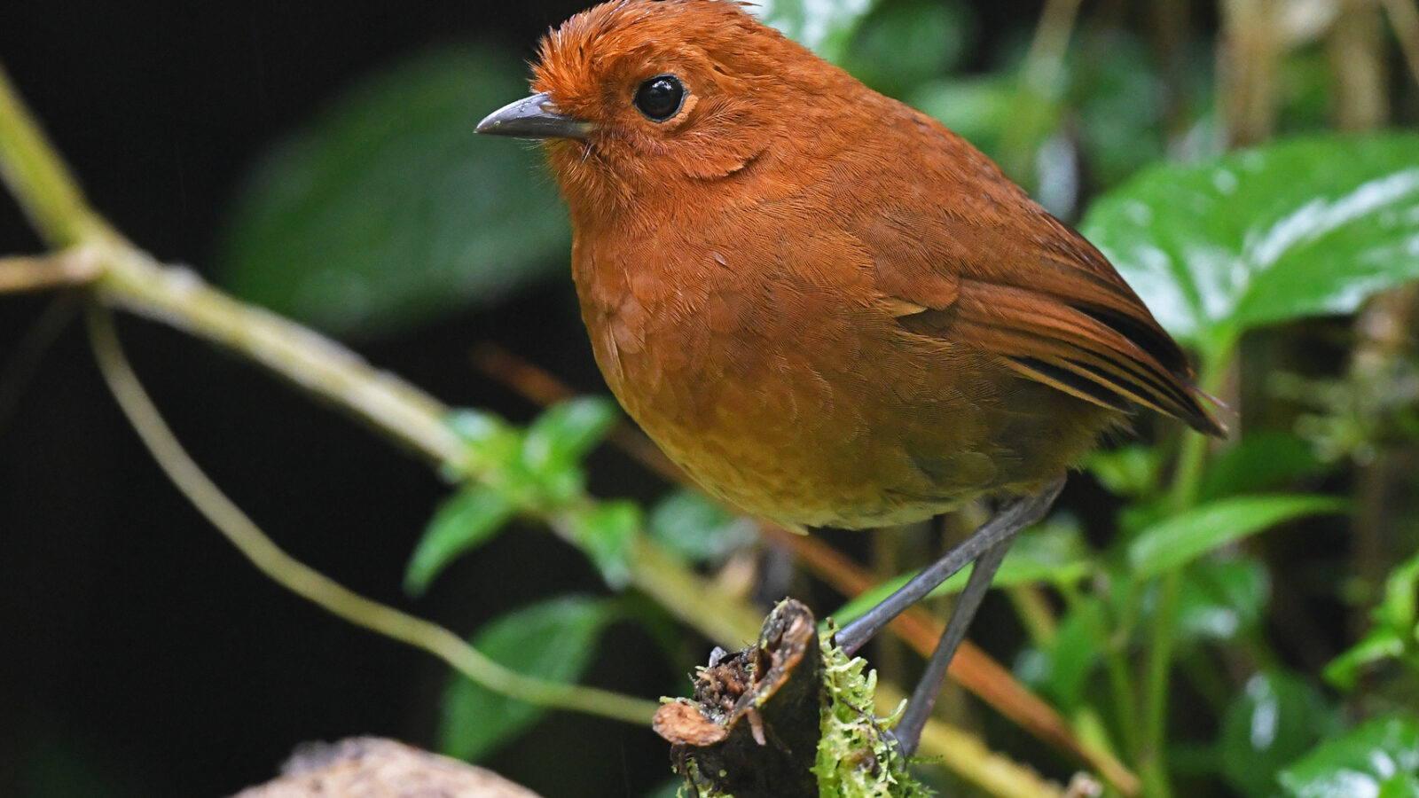 Chami Antpitta