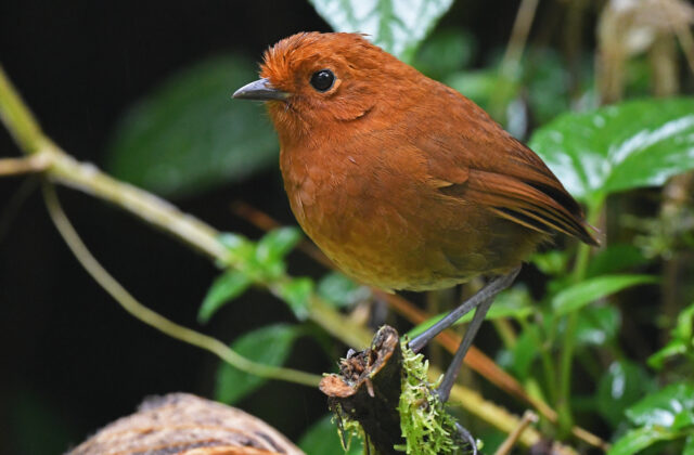 Chami Antpitta