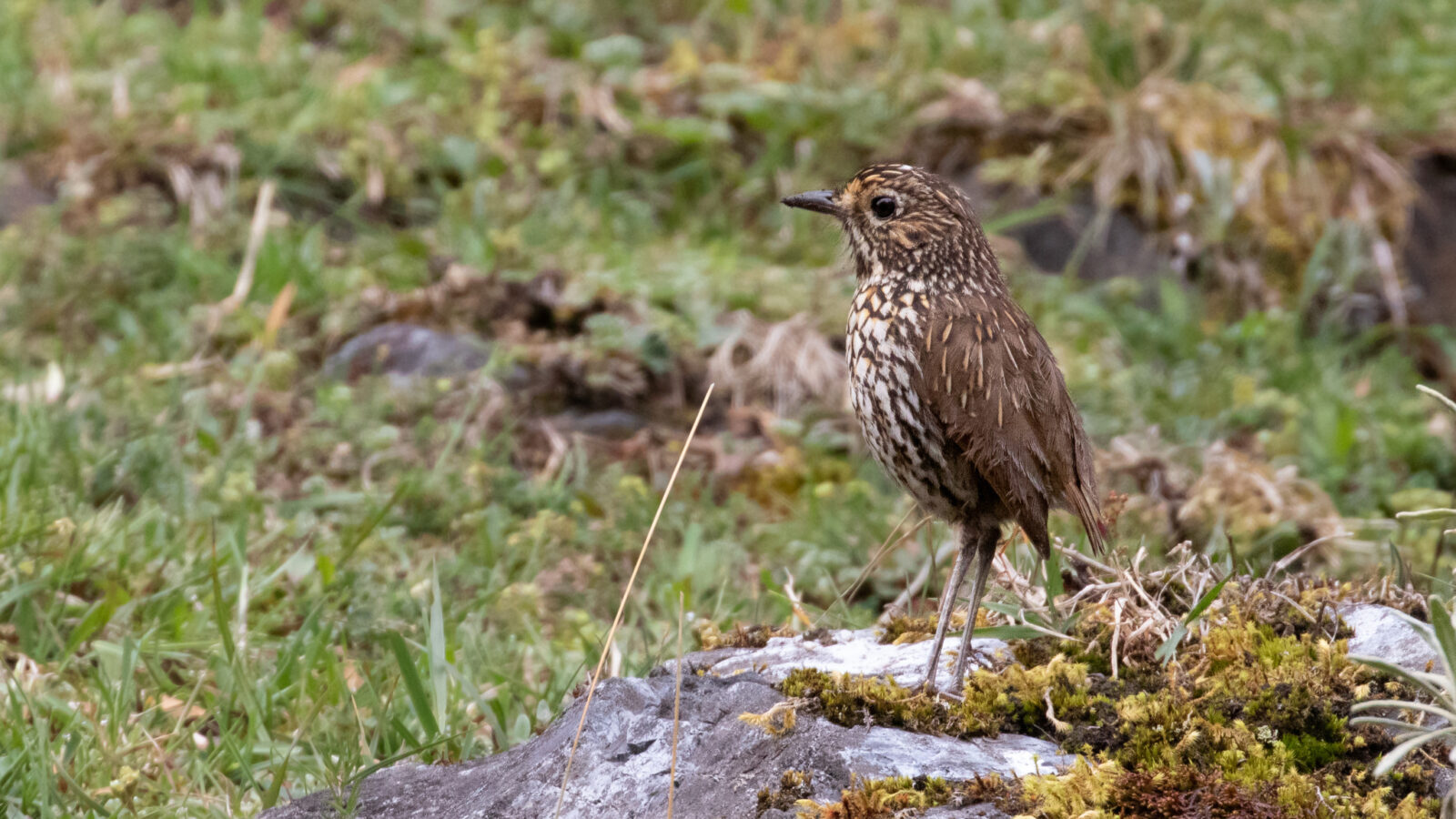 Stripe-headed Antpitta