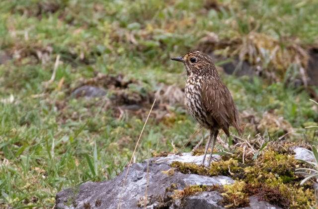 Stripe-headed Antpitta