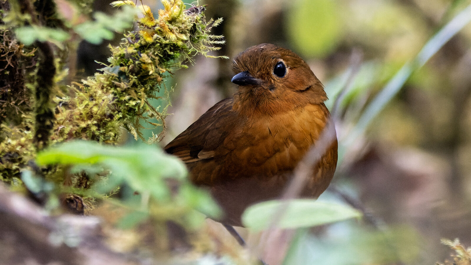 Ayacucho Antpitta