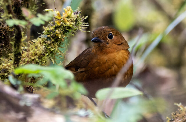 Ayacucho Antpitta
