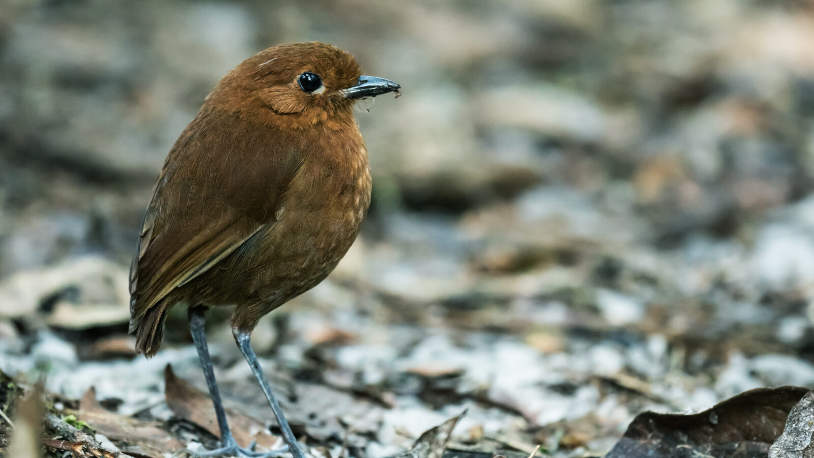 Chestnut Antpitta