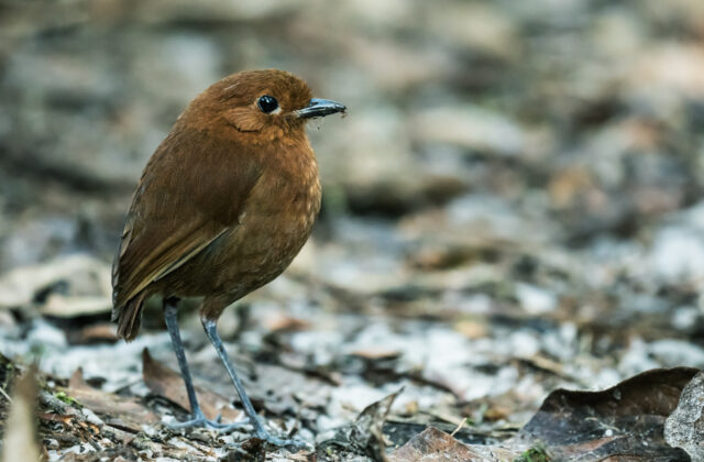 Chestnut Antpitta
