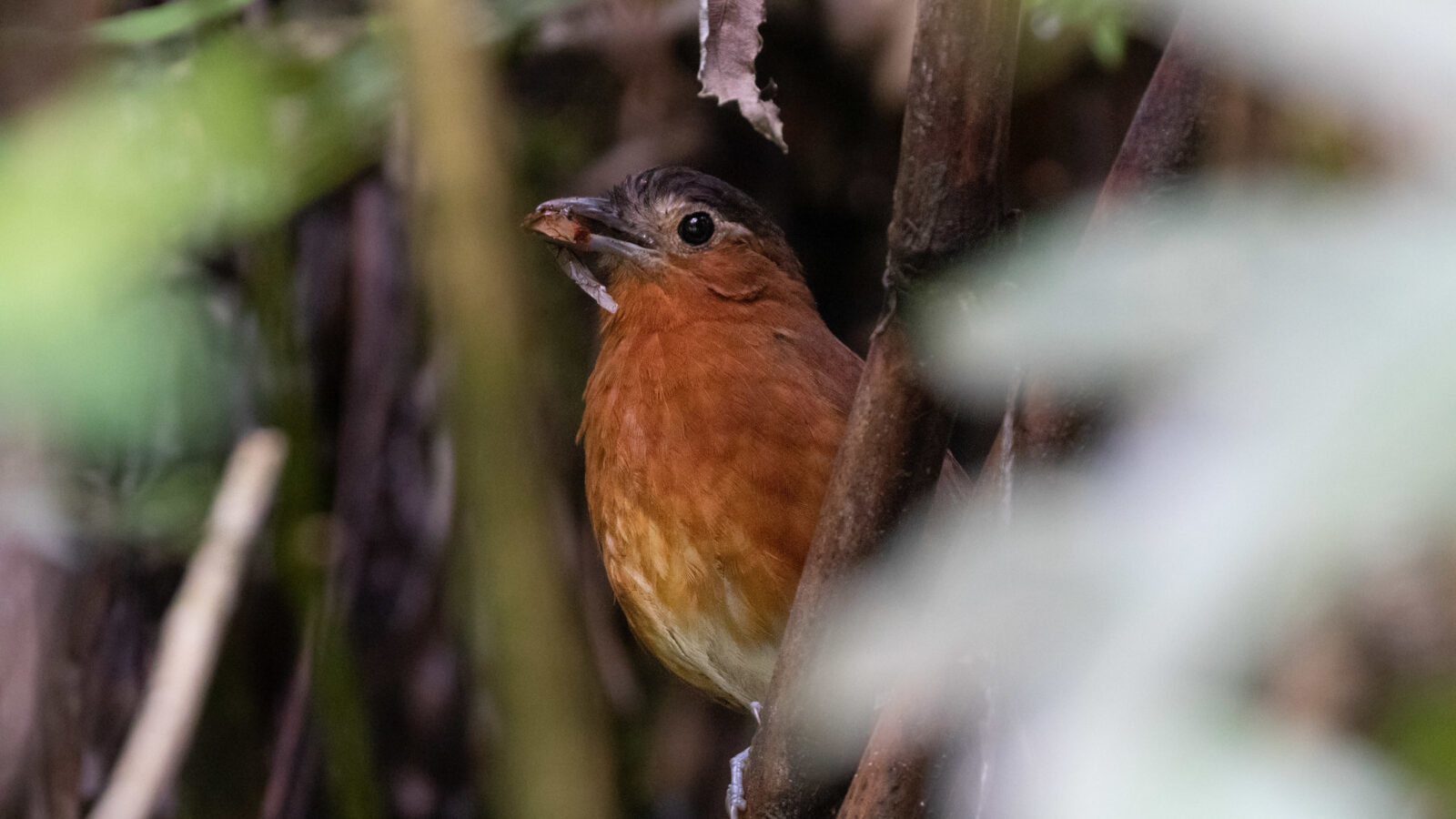 Bay Antpitta