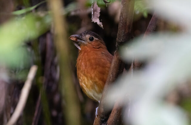 Bay Antpitta