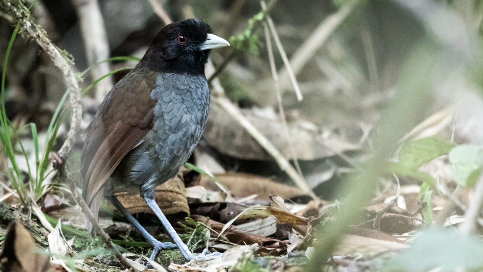 Pale-billed Antpitta