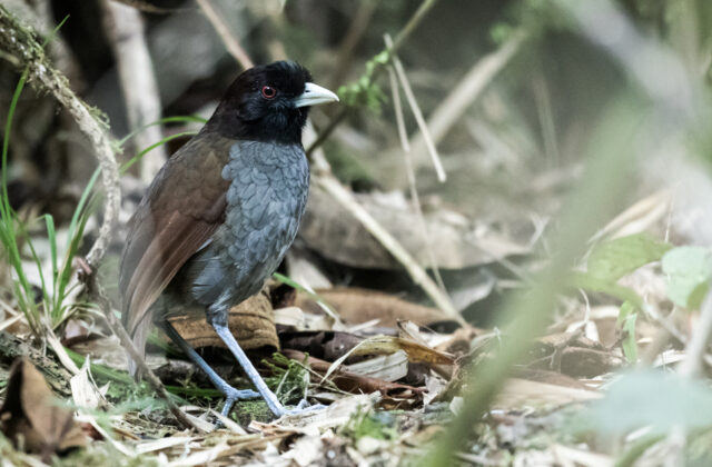 Pale-billed Antpitta