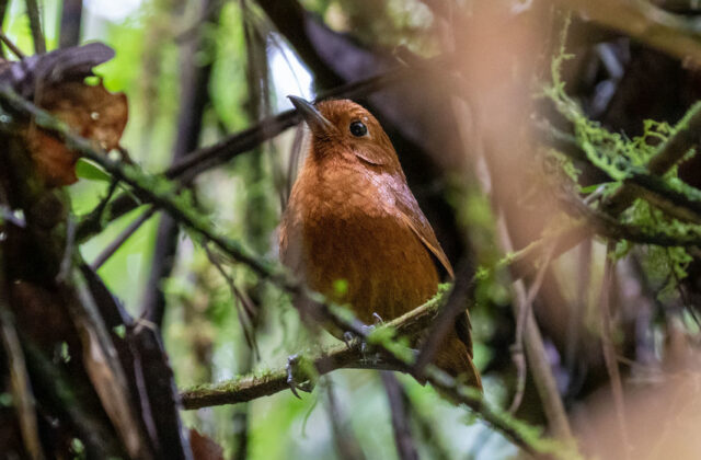 Oxapampa Antpitta