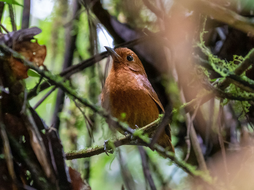 Oxapampa Antpitta