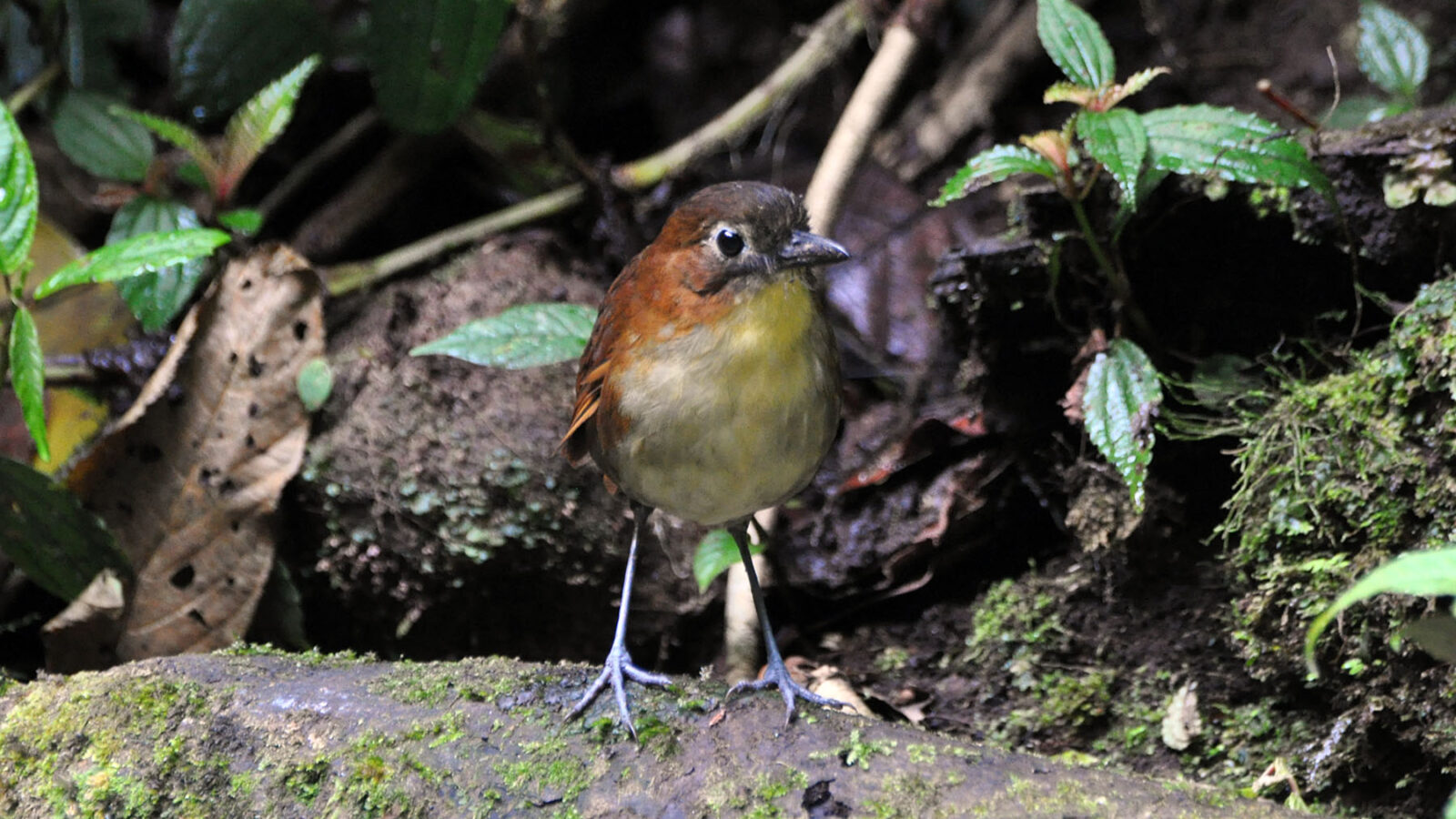 Yellow-breasted Antpitta