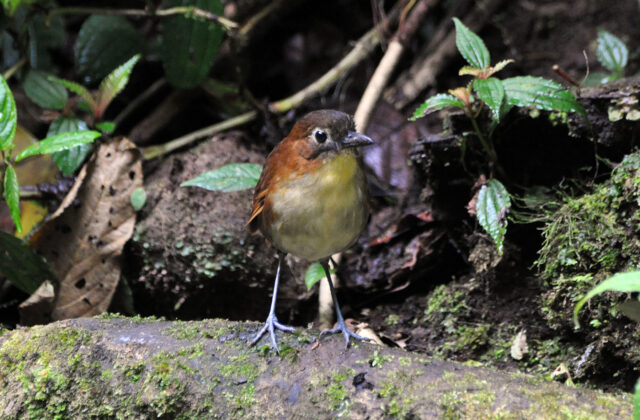 Yellow-breasted Antpitta