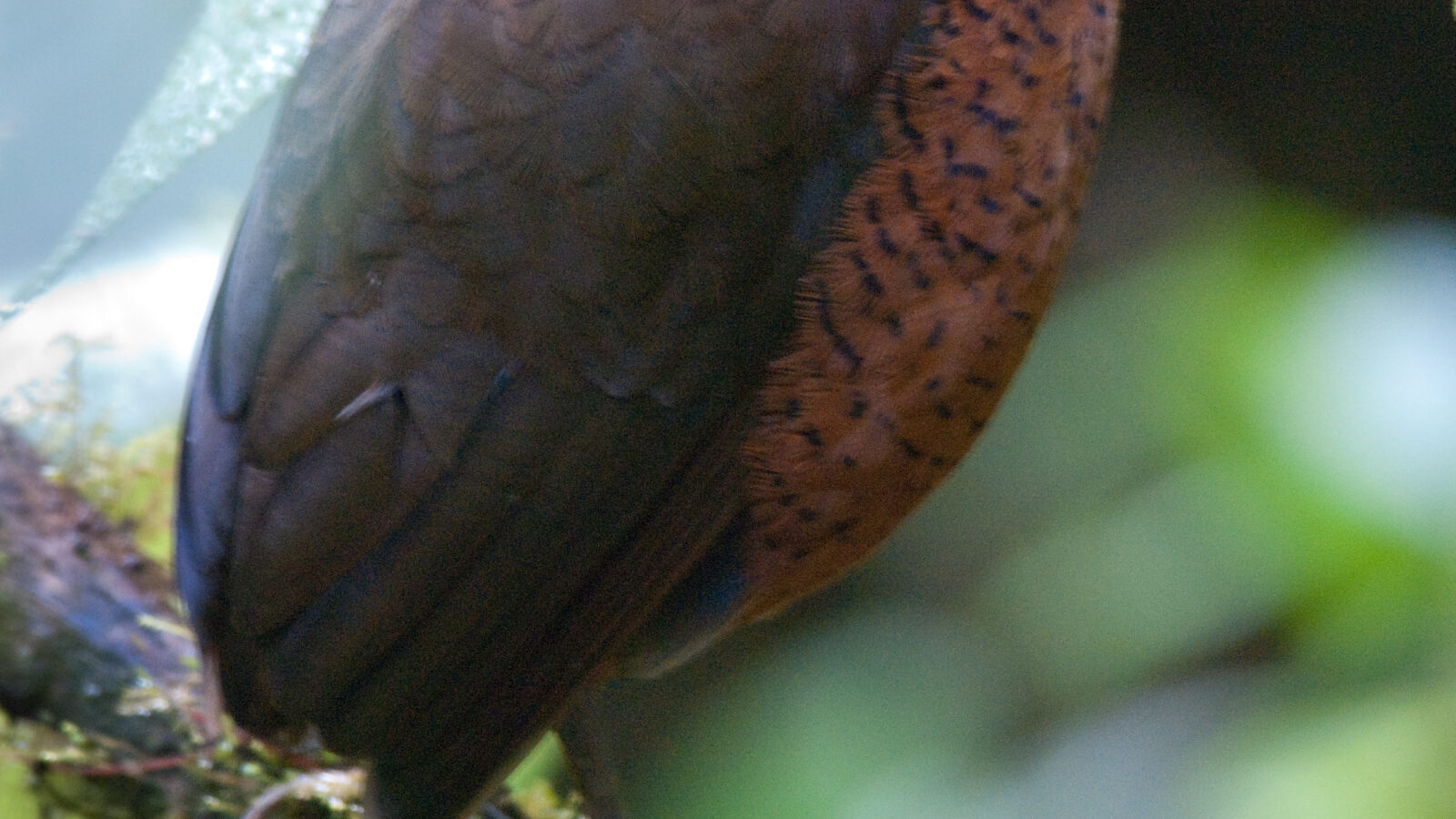Giant Antpitta