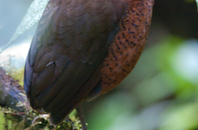 Giant Antpitta