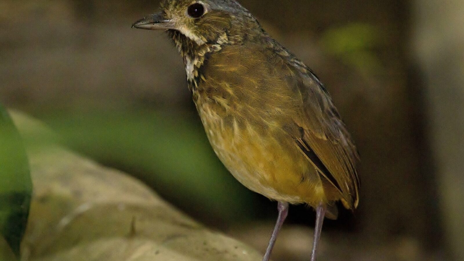 Scaled Antpitta