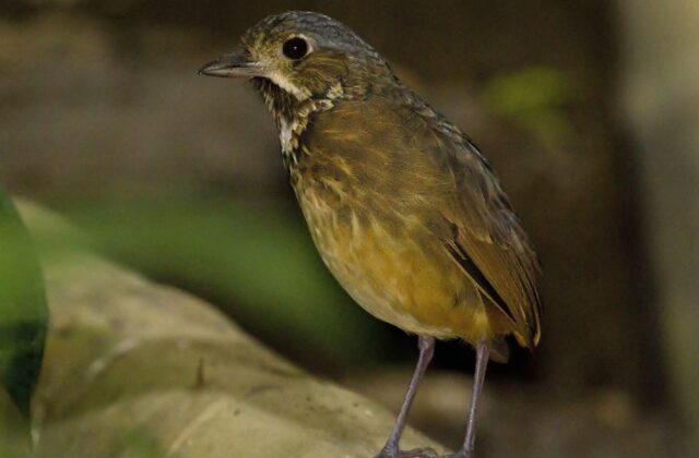 Scaled Antpitta