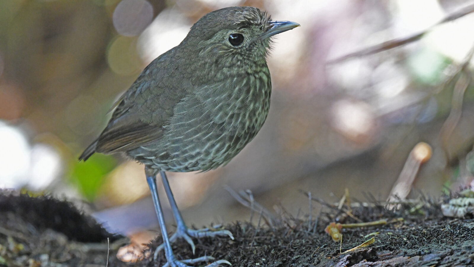 Cundinamarca Antpitta