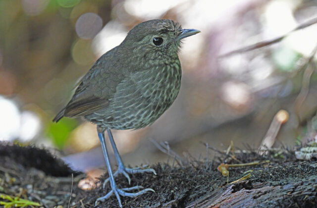 Cundinamarca Antpitta