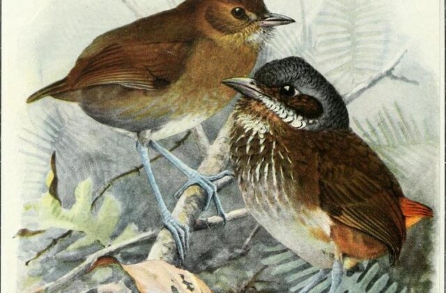 Brown-banded Antpitta