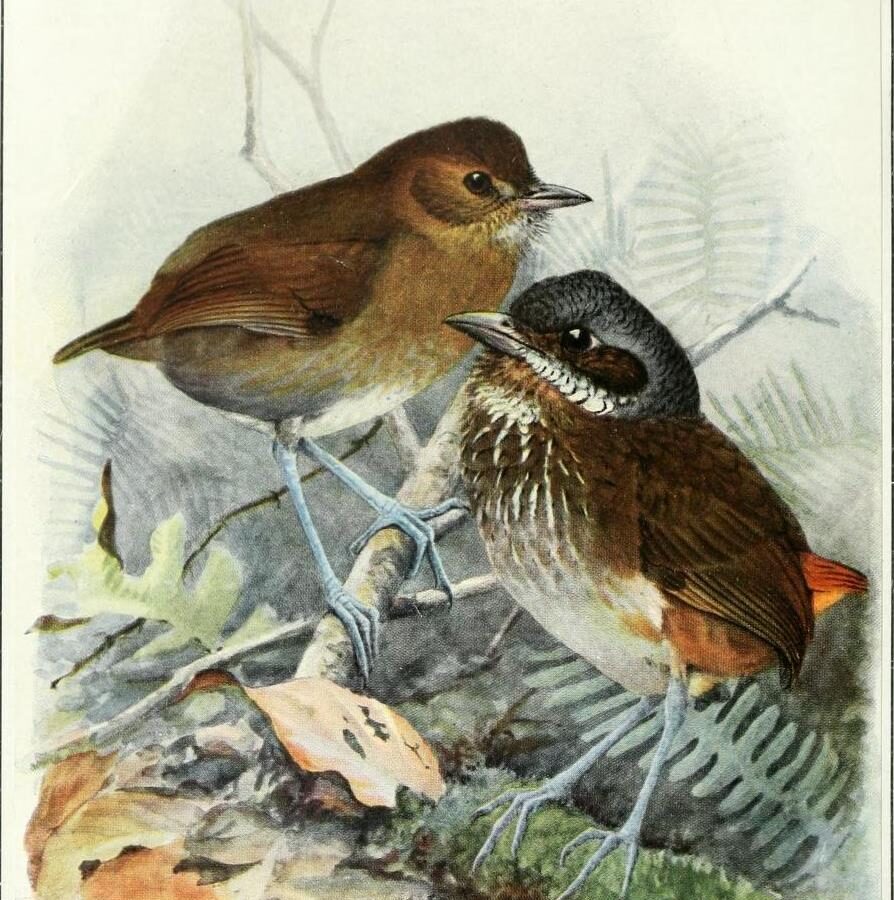 Brown-banded Antpitta