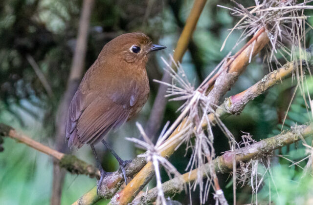 Junin Antpitta