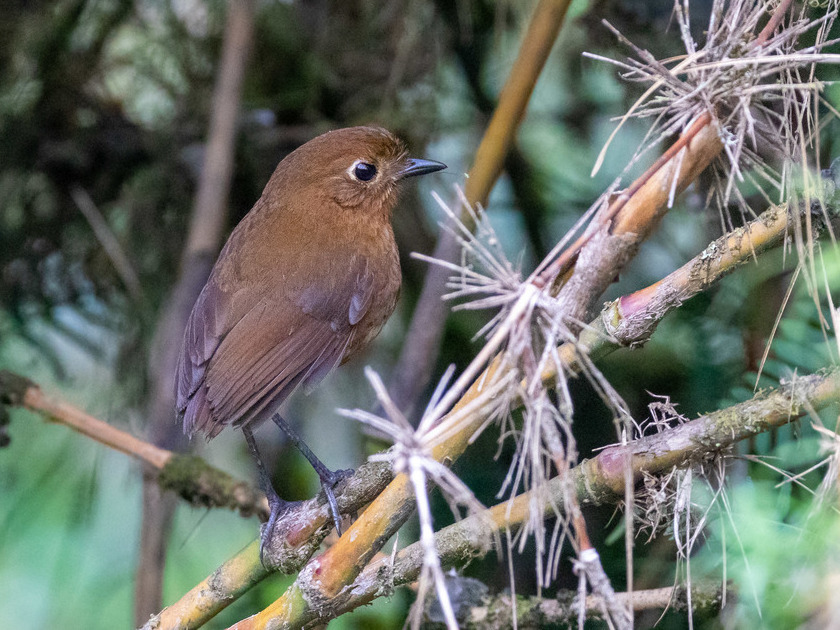 Junin Antpitta