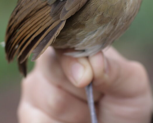 Perija Antpitta