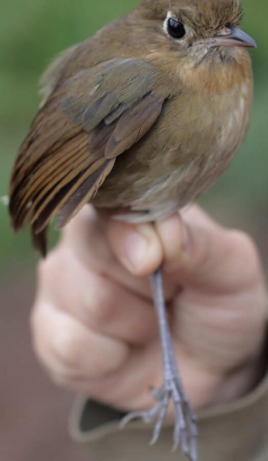 Perija Antpitta