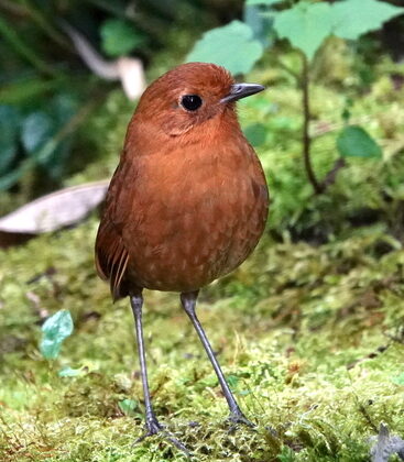 Equatorial Antpitta