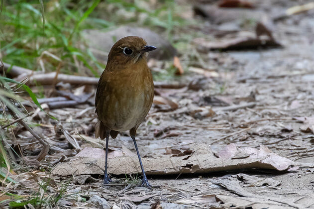 Sierra Nevada Antpitta