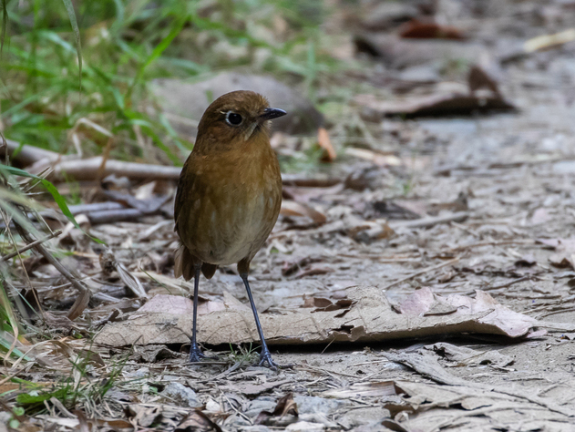 Sierra Nevada Antpitta