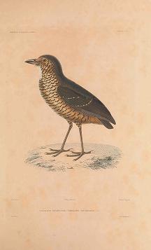 Undulated Antpitta