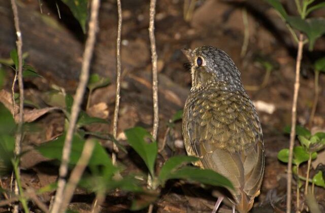 Variegated Antpitta