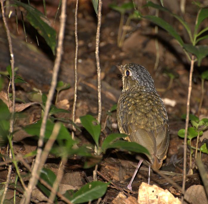 Variegated Antpitta