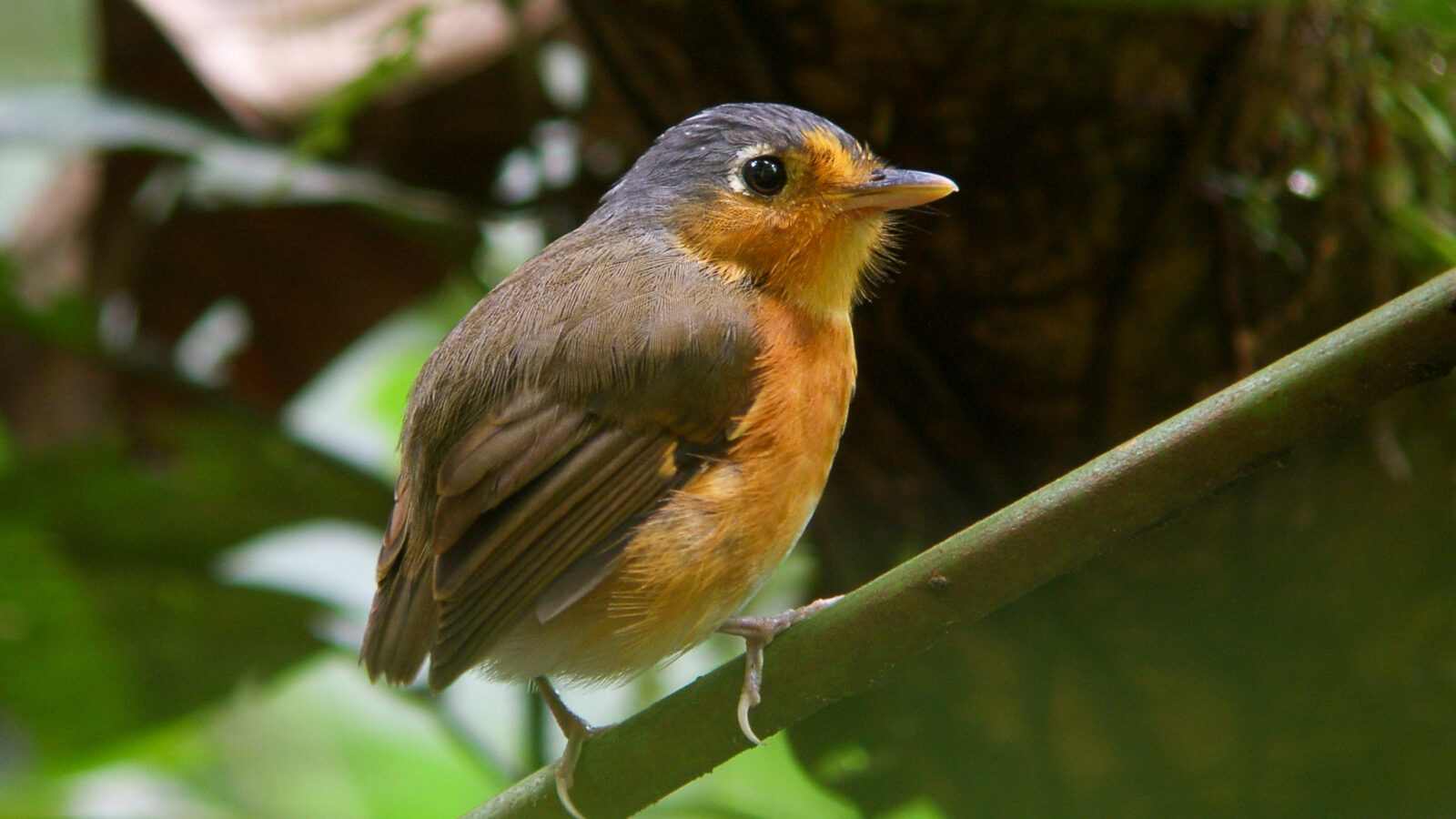 Sucre Antpitta