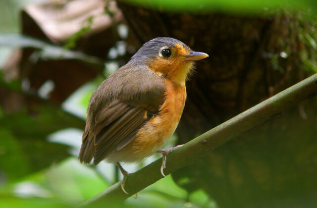 Sucre Antpitta