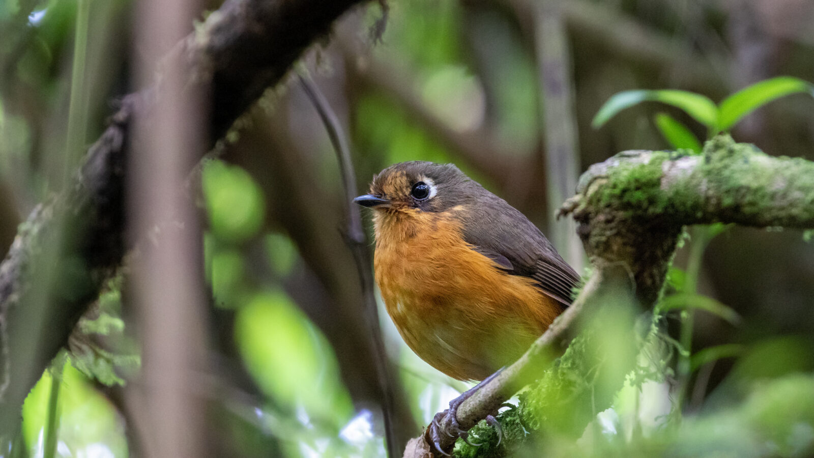Rufous-breasted Antpitta