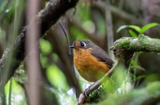 Rufous-breasted Antpitta
