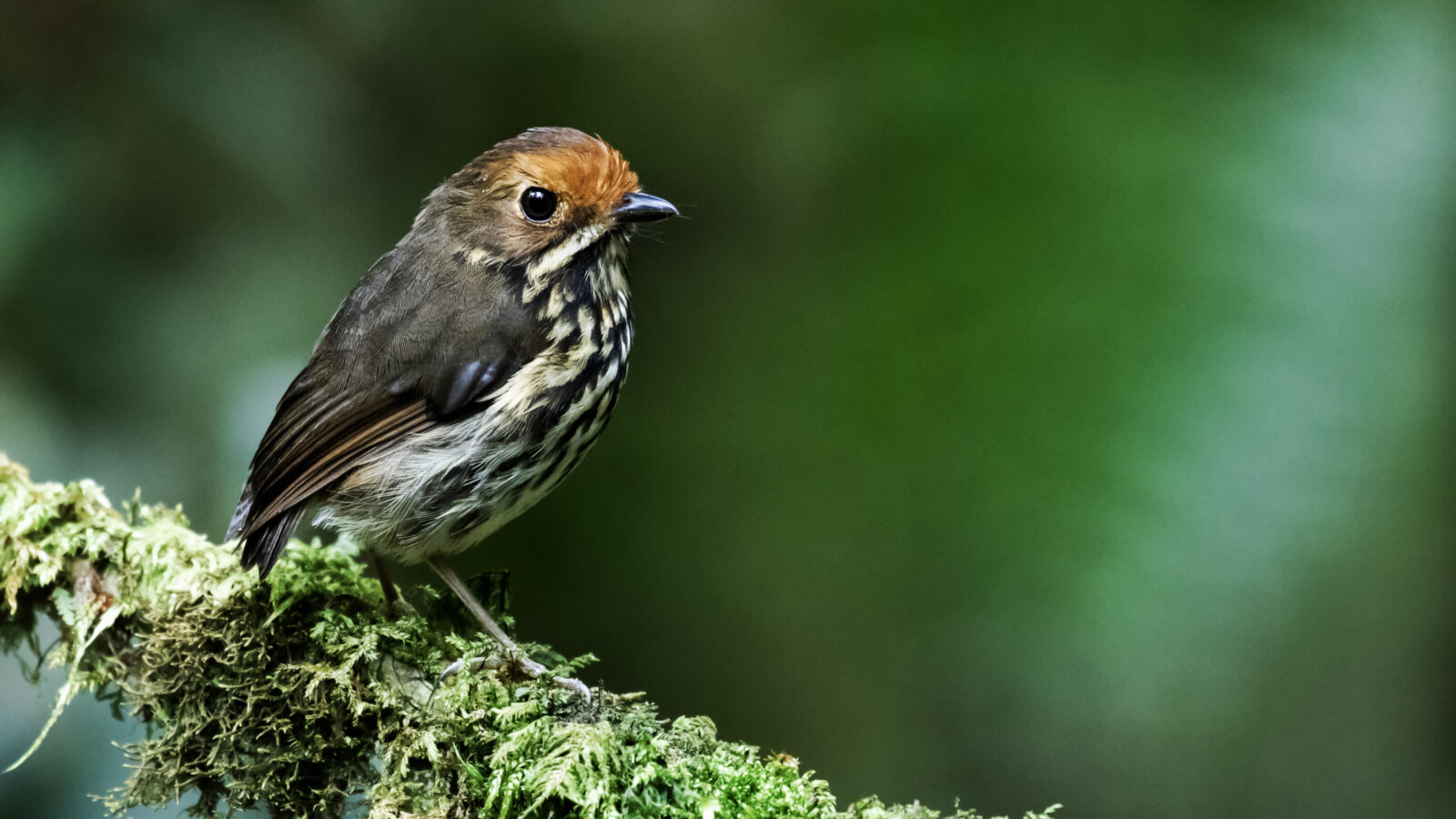 Ochre-fronted Antpitta