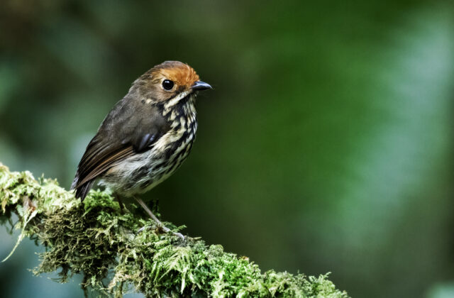 Ochre-fronted Antpitta