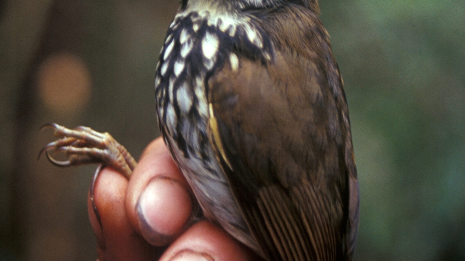 Peruvian Antpitta